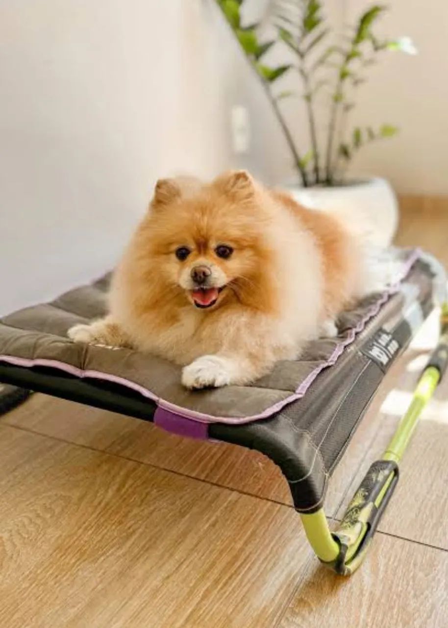 Air. bed nunca usada. Cama para cães (pet). Tamanho G - Foto 4