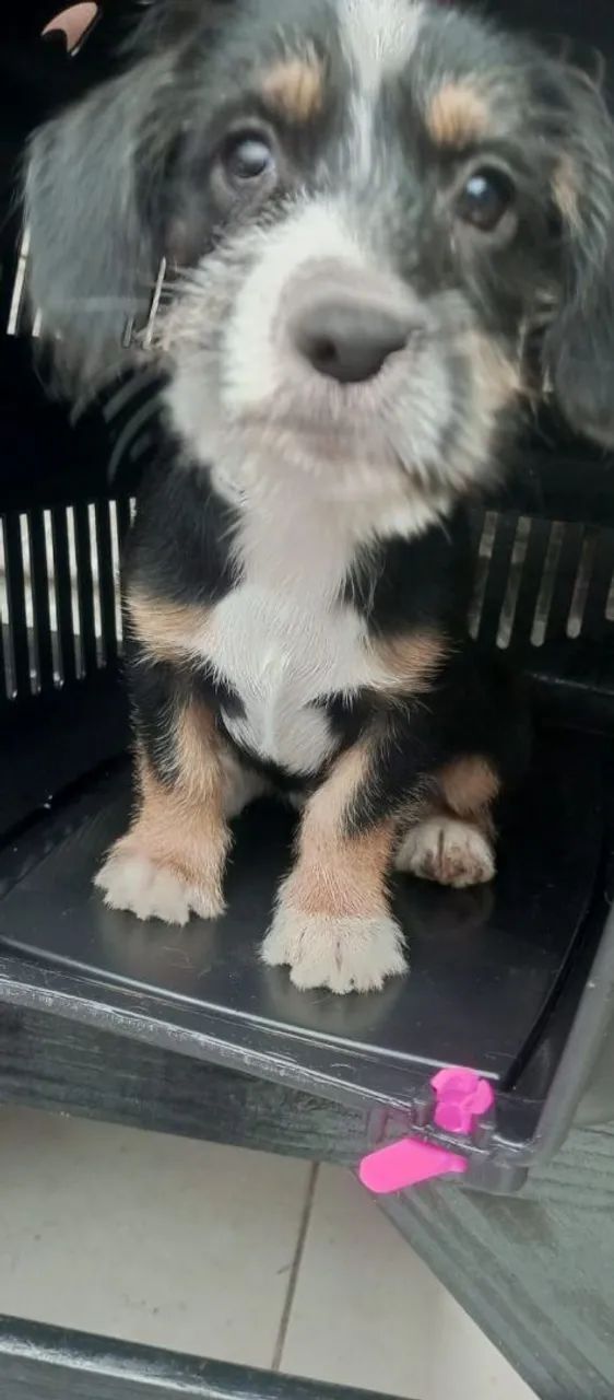 Vendo Cachorros Filhotes 