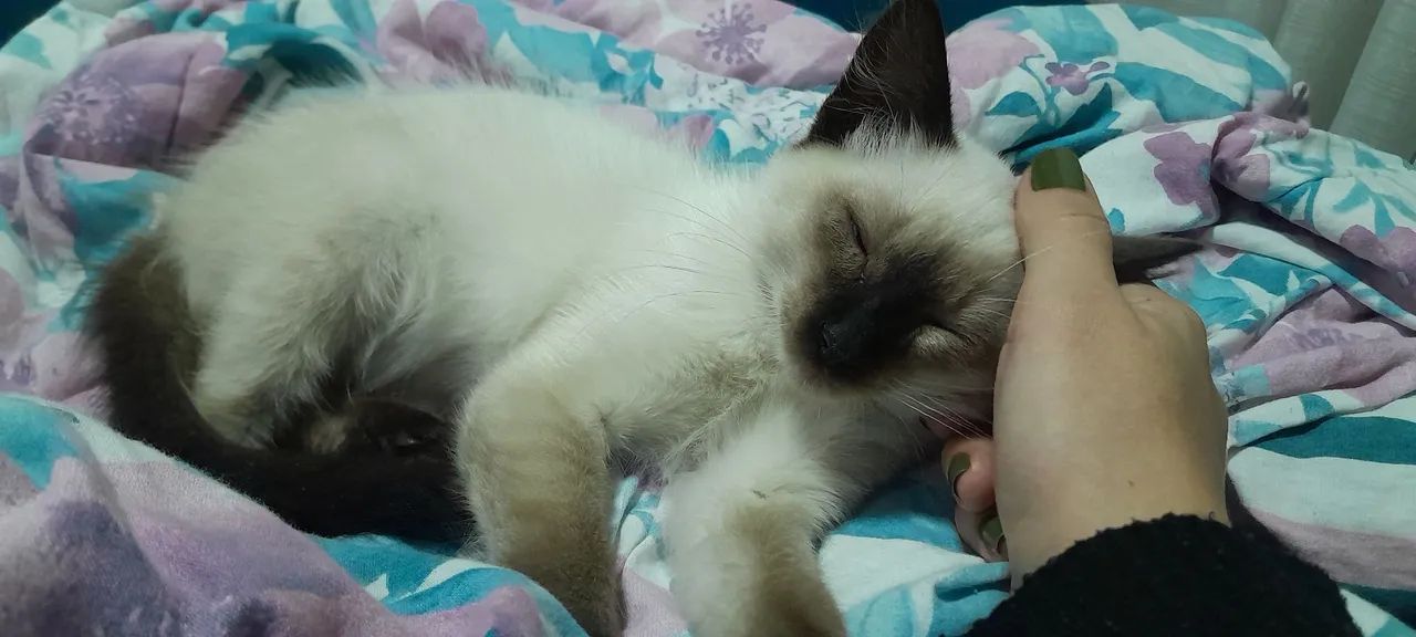 Doação Gato filhote siamês  - Foto 3