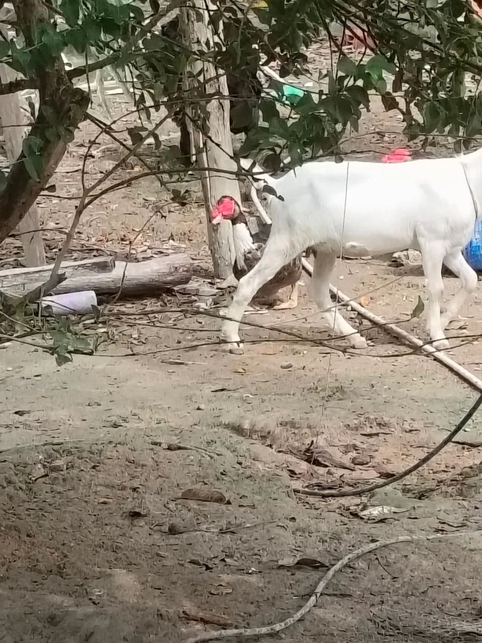 Cabras  - Foto 2
