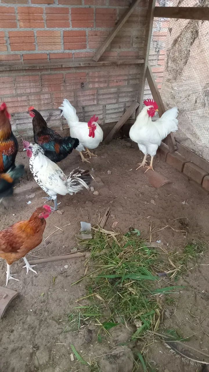 Galos Caipiras