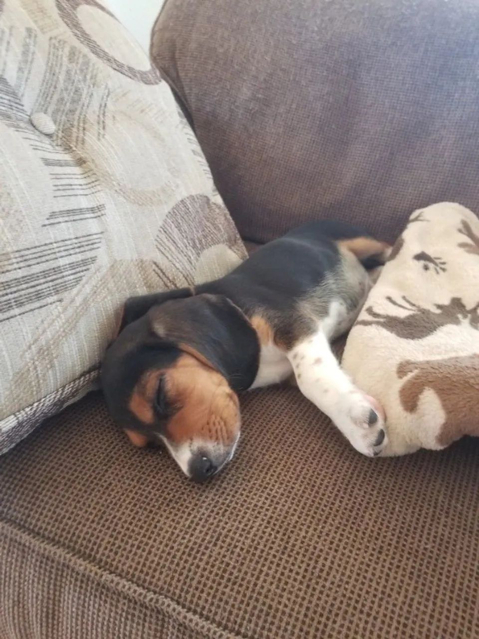 Beagle: a escolha ideal pra transformar sua rotina - Foto 2