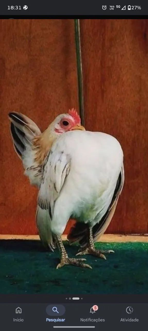 Serama 