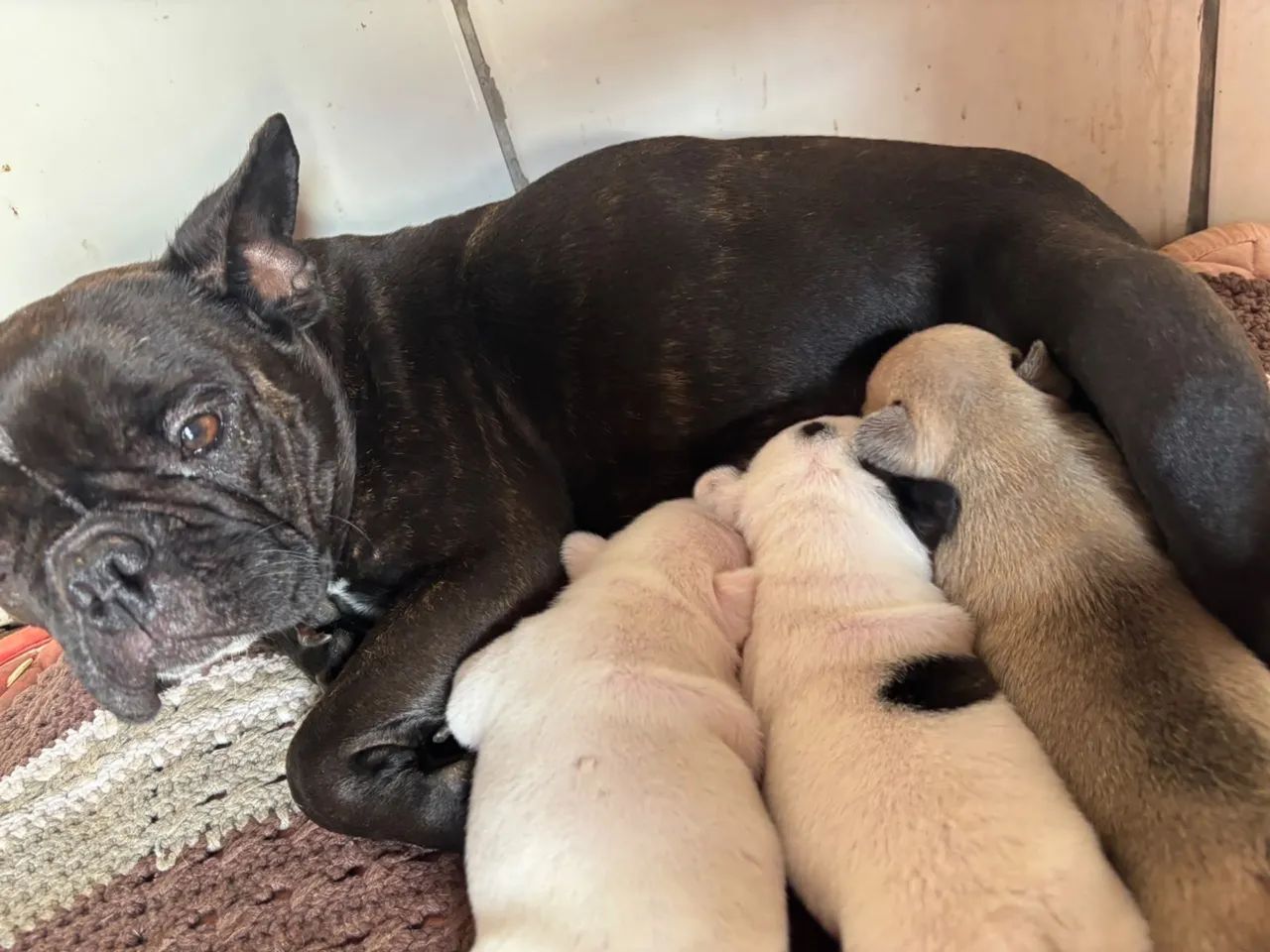 Buldogue francês  - Foto 4
