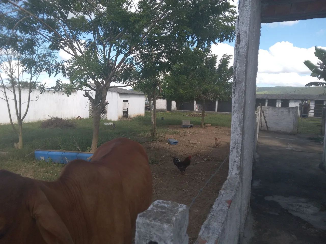 FAZENDINHA À VENDA  - Foto 5