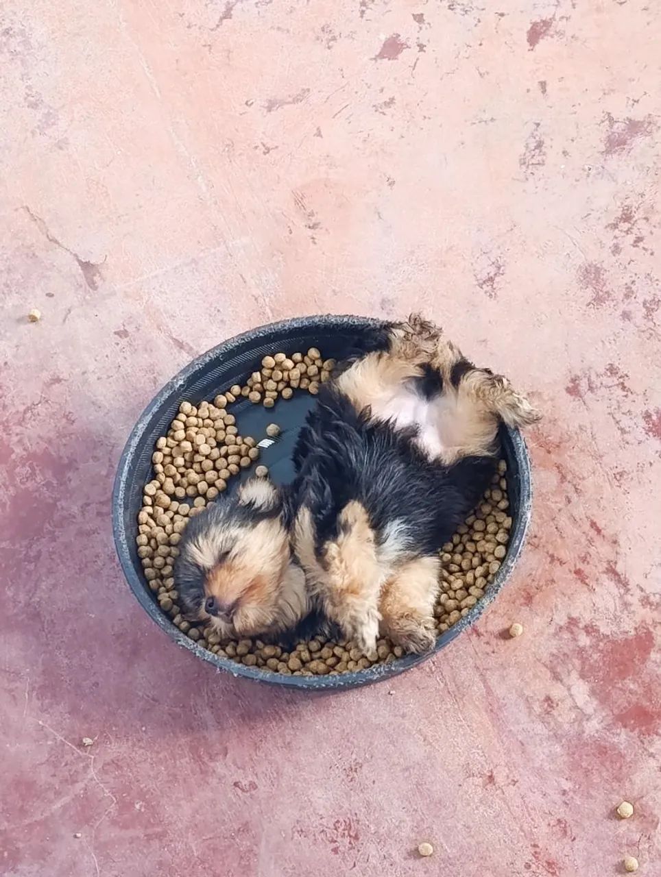 Filhote de cachorro yorkshire - Foto 3