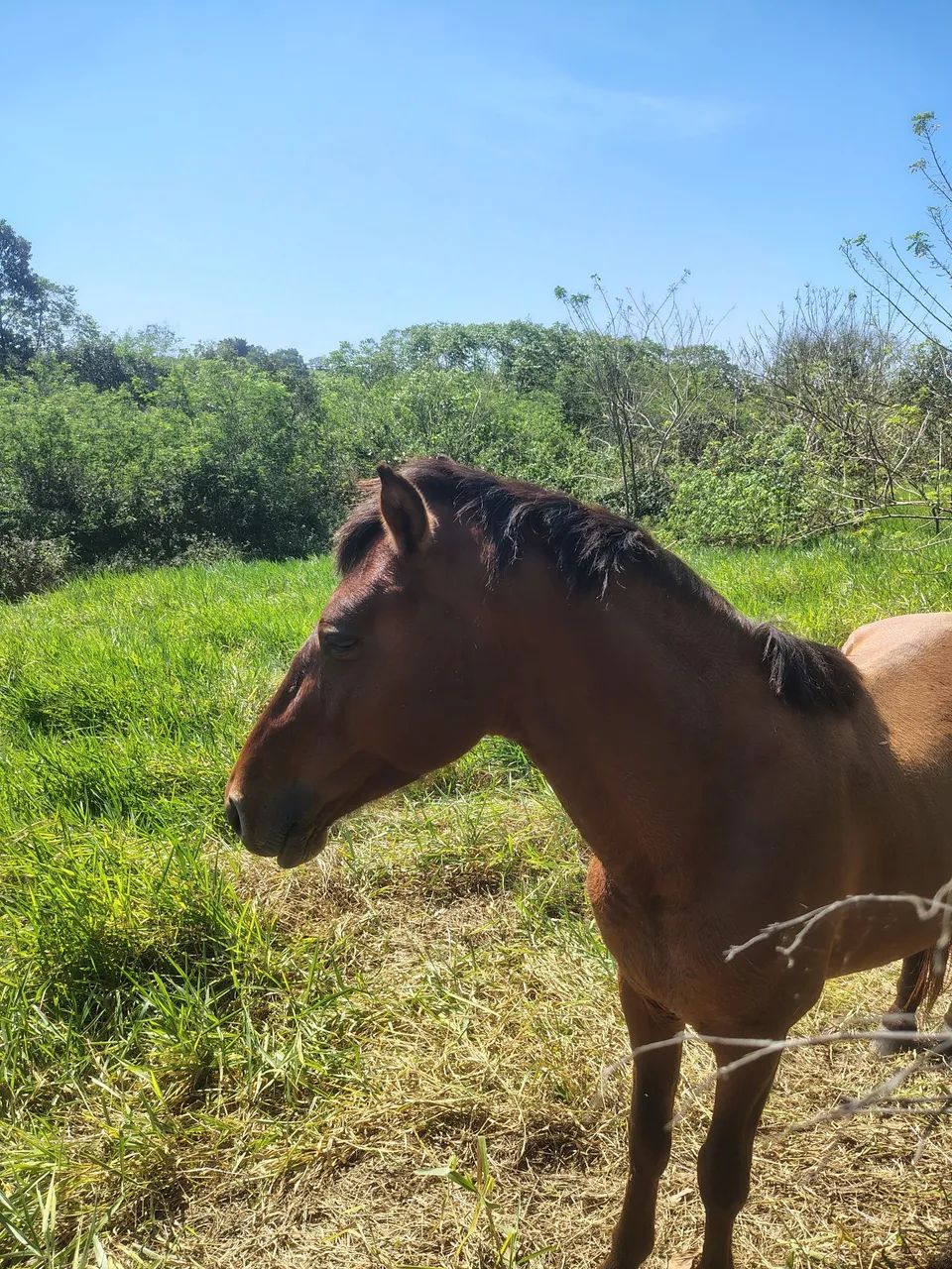 CAVALO  - Foto 4