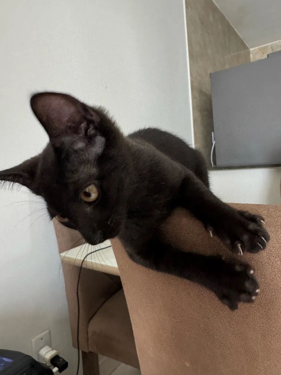 Gatinhos para adoção responsável  - Foto 5