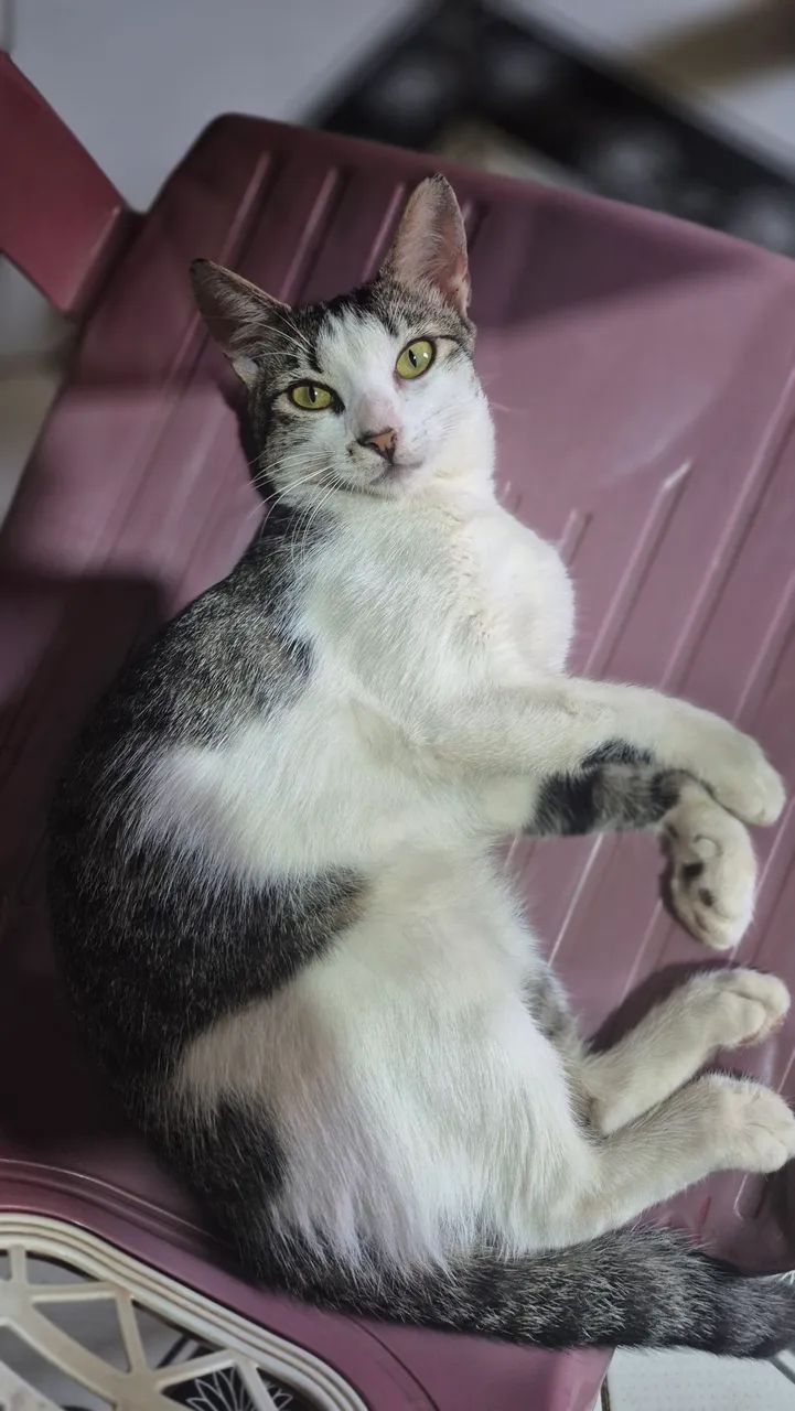 Gata para adoção  - Foto 2
