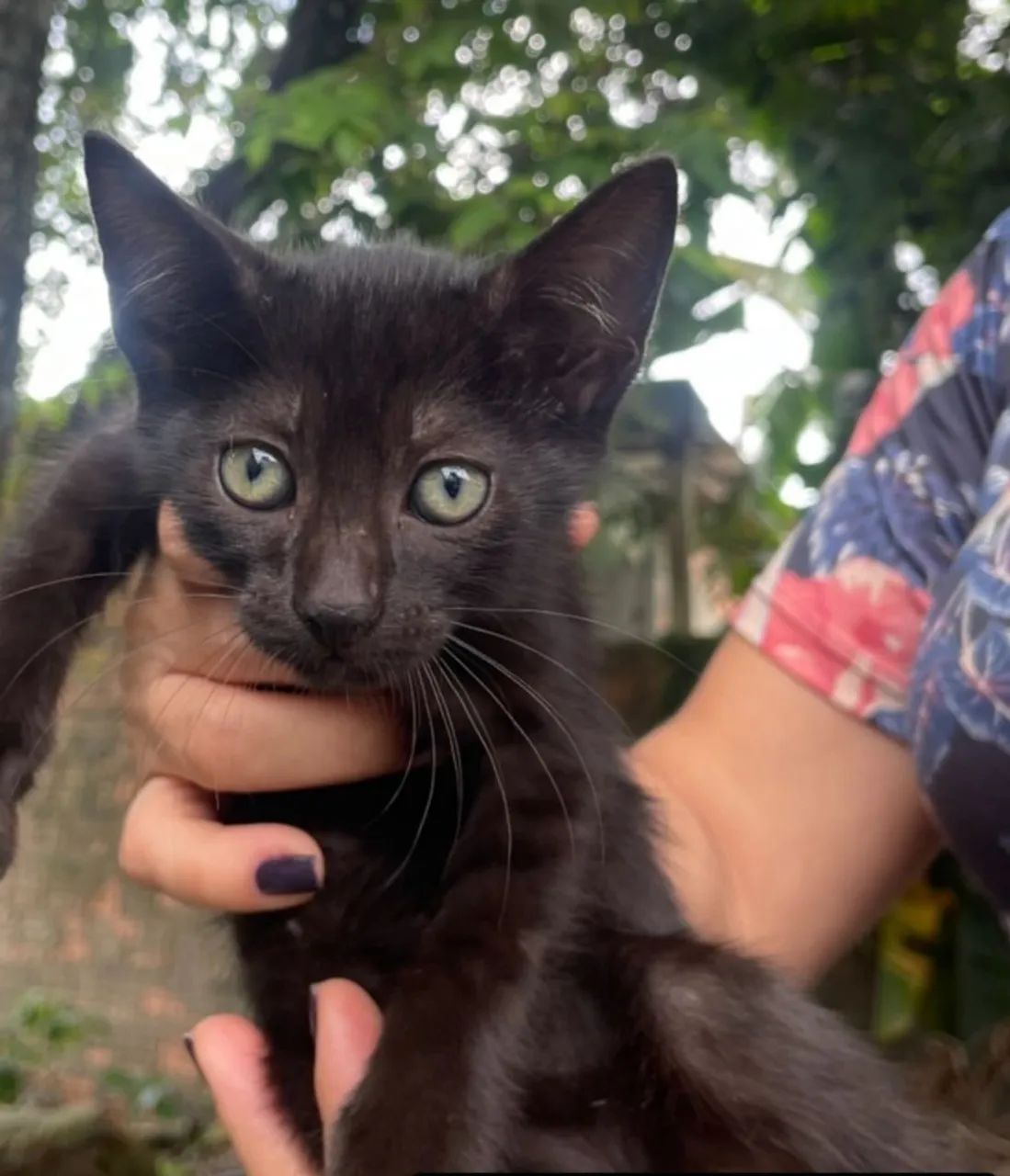 Gatinha Panterinha para Adoção Responsável  - Foto 3