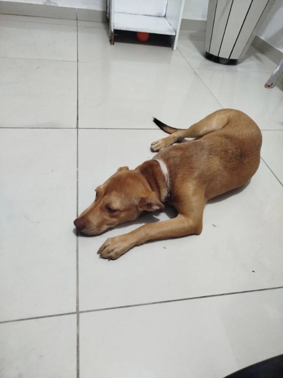 Adoção - Cachorro fêmea - Foto 3