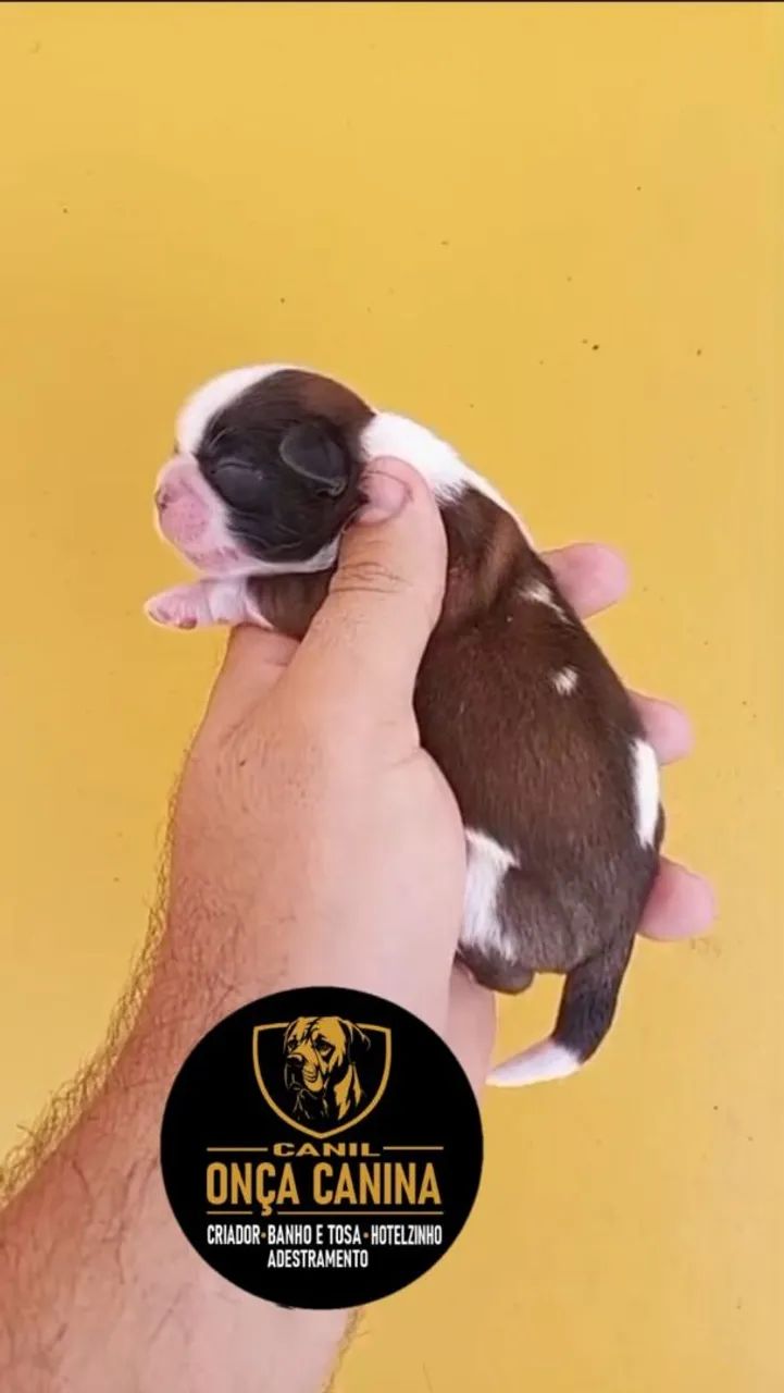 Shitzu  - Foto 4