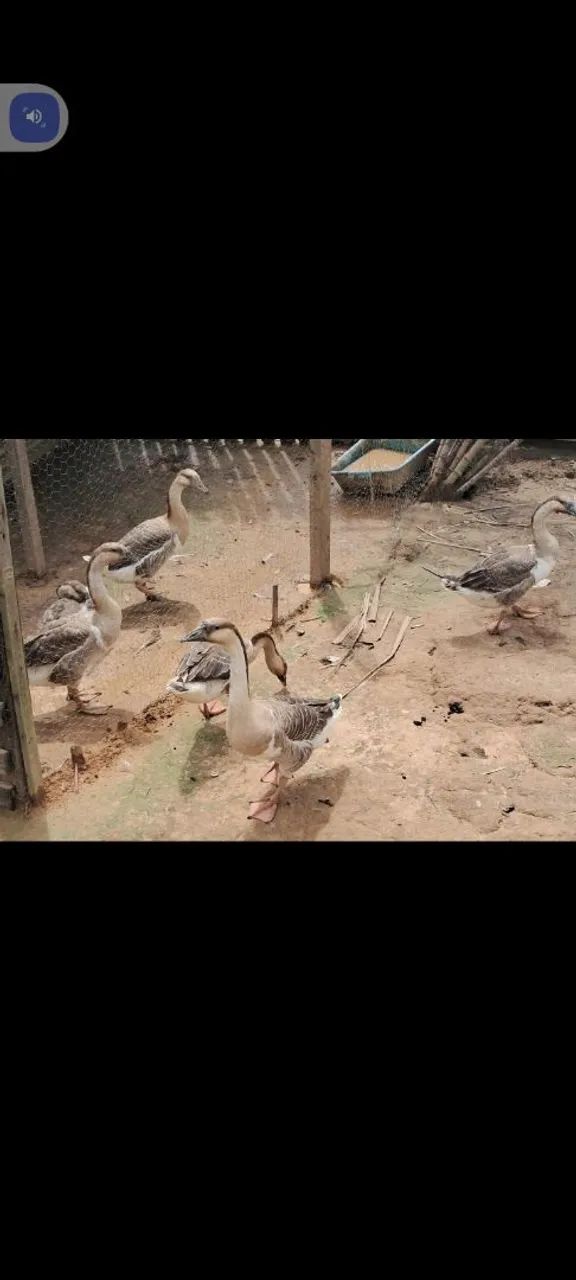 Vendo seis gansos  - Foto 3
