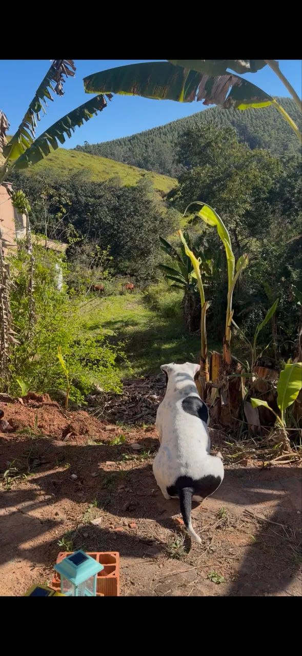 SÍTIO À VENDA OU TROCA - PARAIBUNA/SP