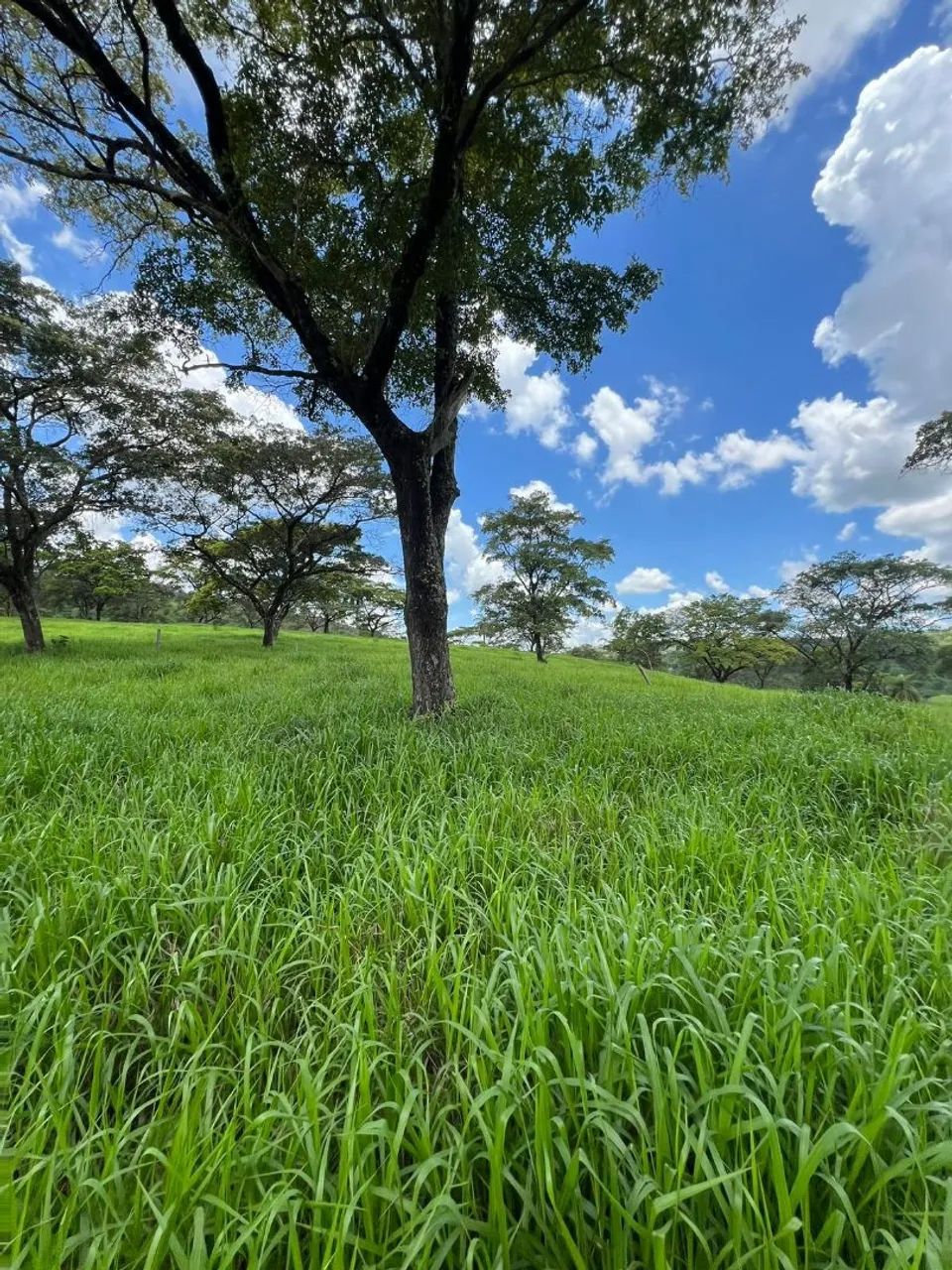 Terreno de 5 mil metros em itaguara  - Foto 2