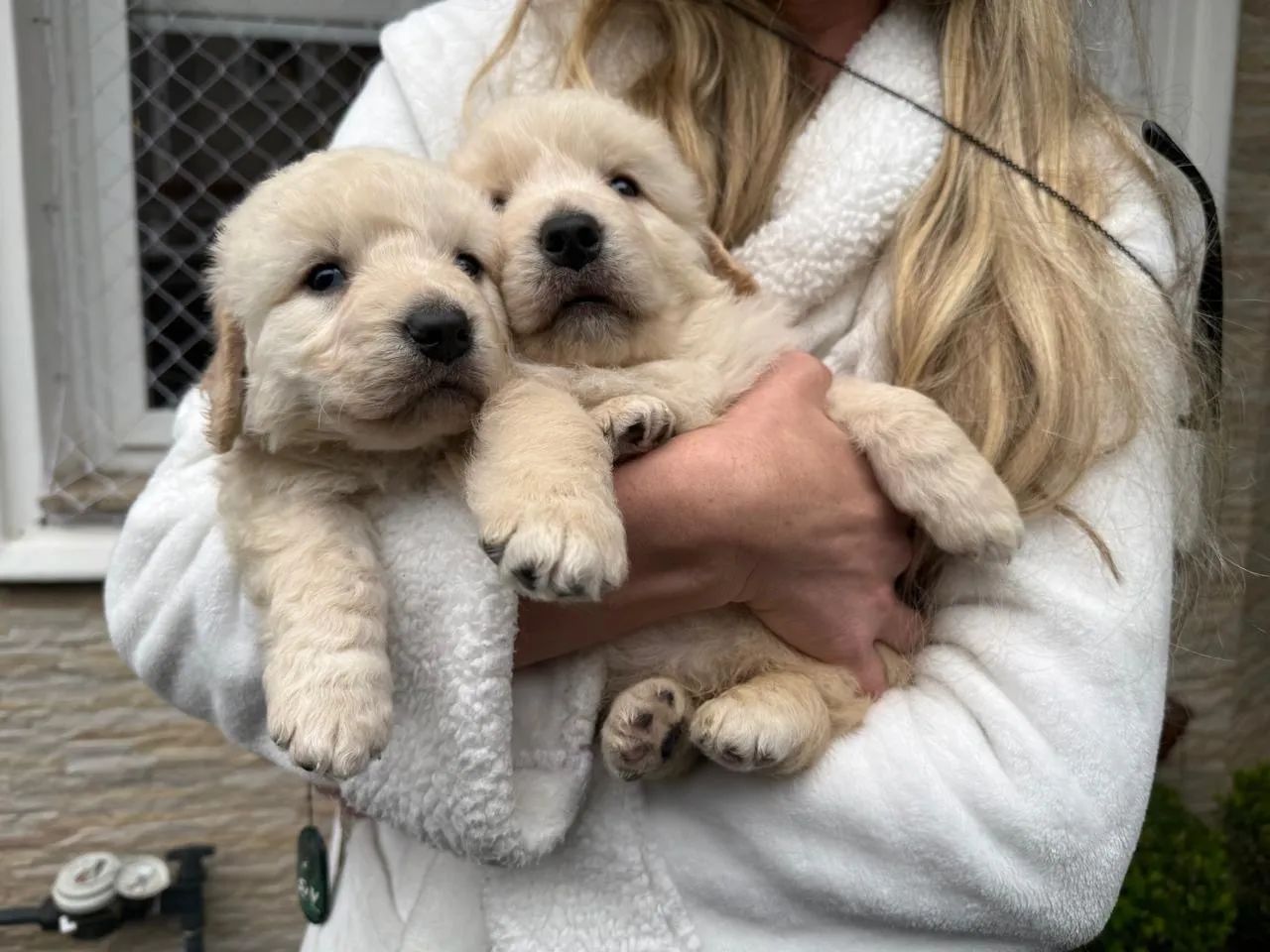 Golden Retriever 