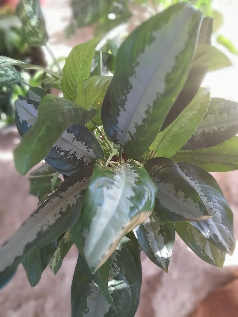 Plantas já pegadas - Foto 2