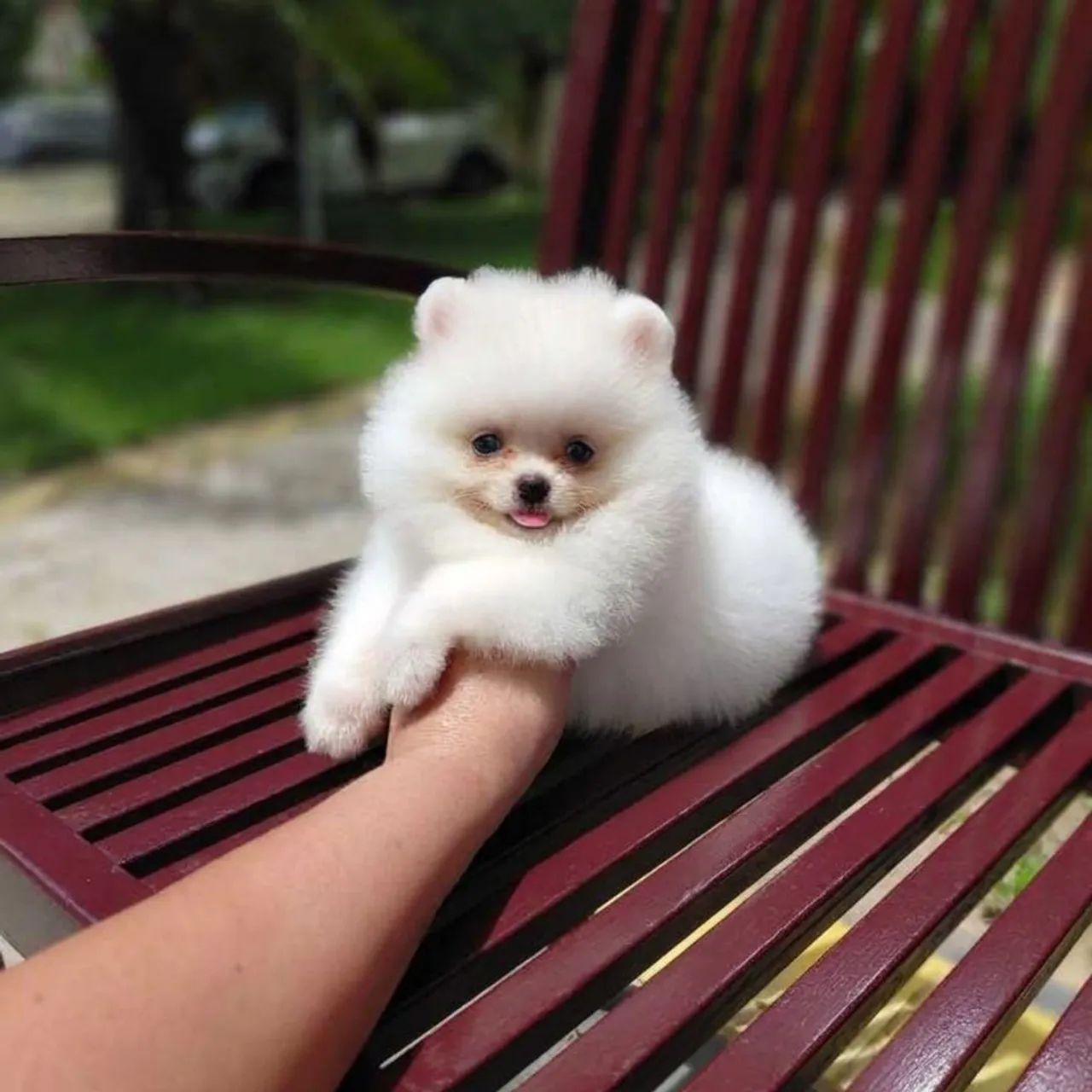 A Casa dos Verdadeiros Ursinhos Lulu da Pomerânia  - Foto 4