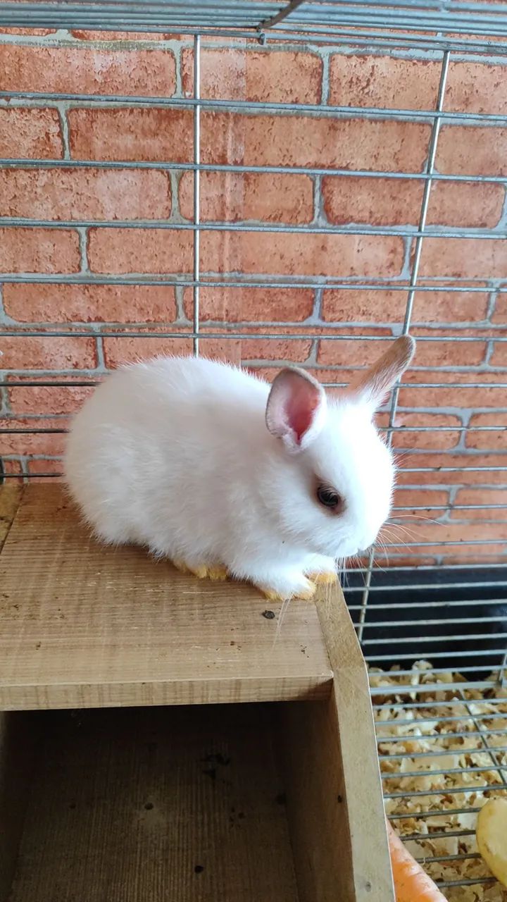 Coelho Netherland dwarf (anão holandês) - Foto 3