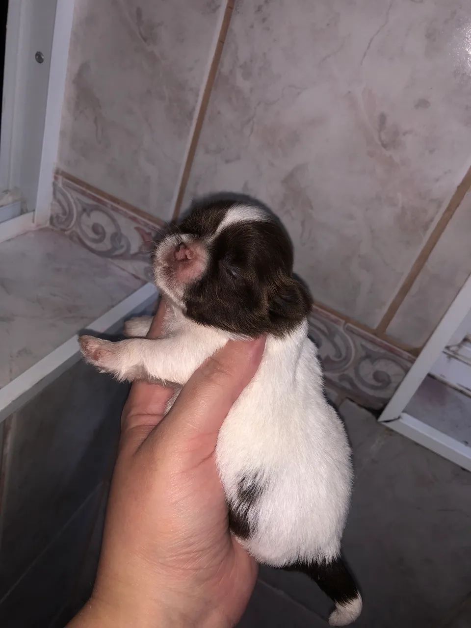 Shihtzu  - Foto 5