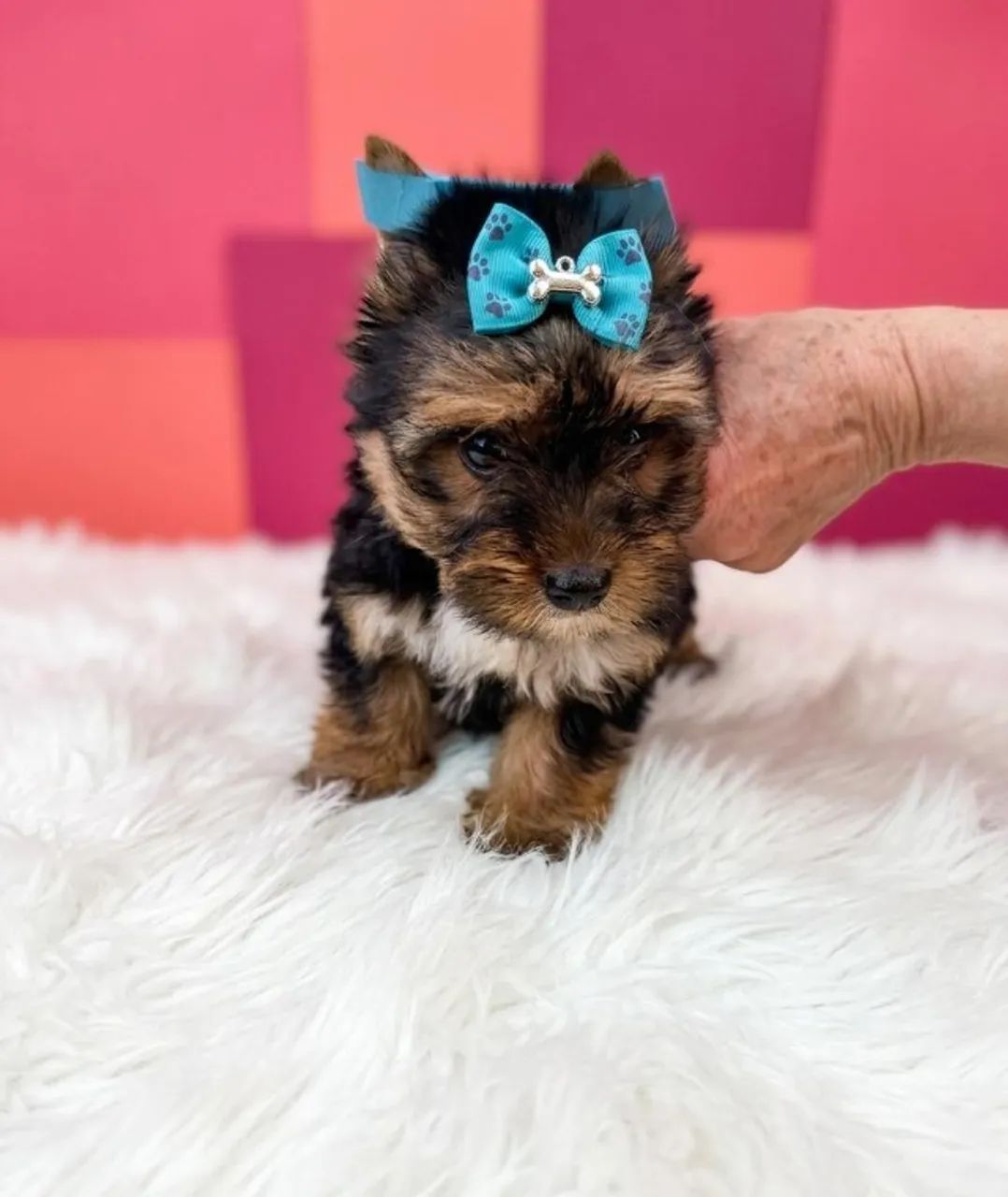 Yorkshire Mini Encantador