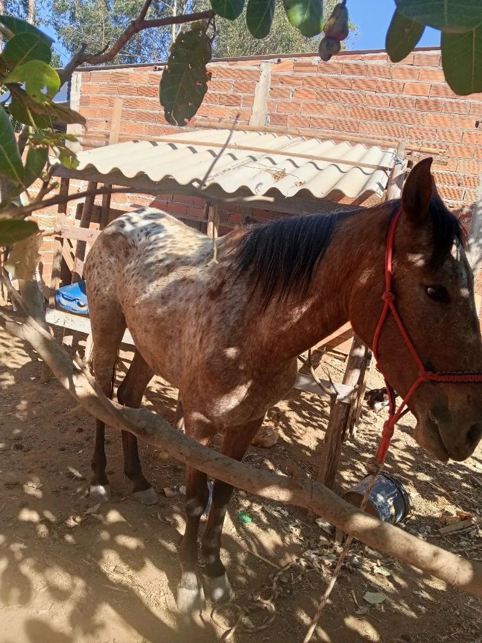 Vende se uma égua  - Foto 3