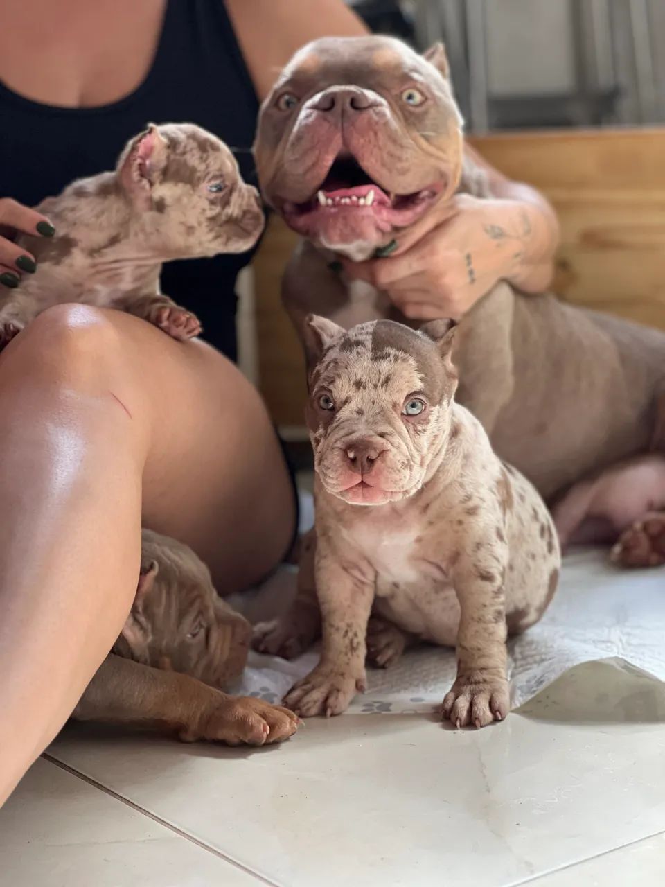 FÊMEA AMERICAN BULLY MERLE MICRO - Foto 3