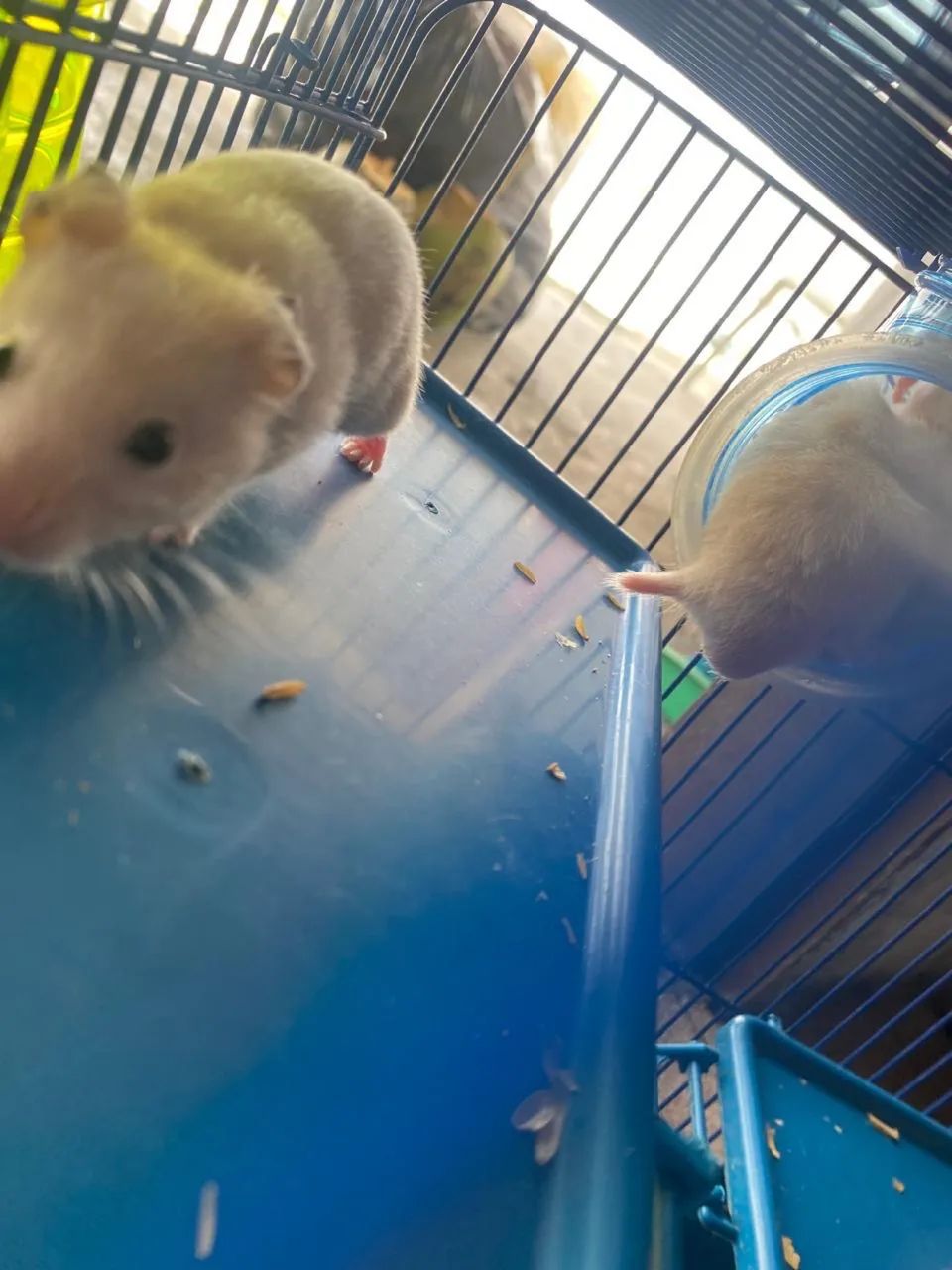 Vende-se hamster sírio  - Foto 5