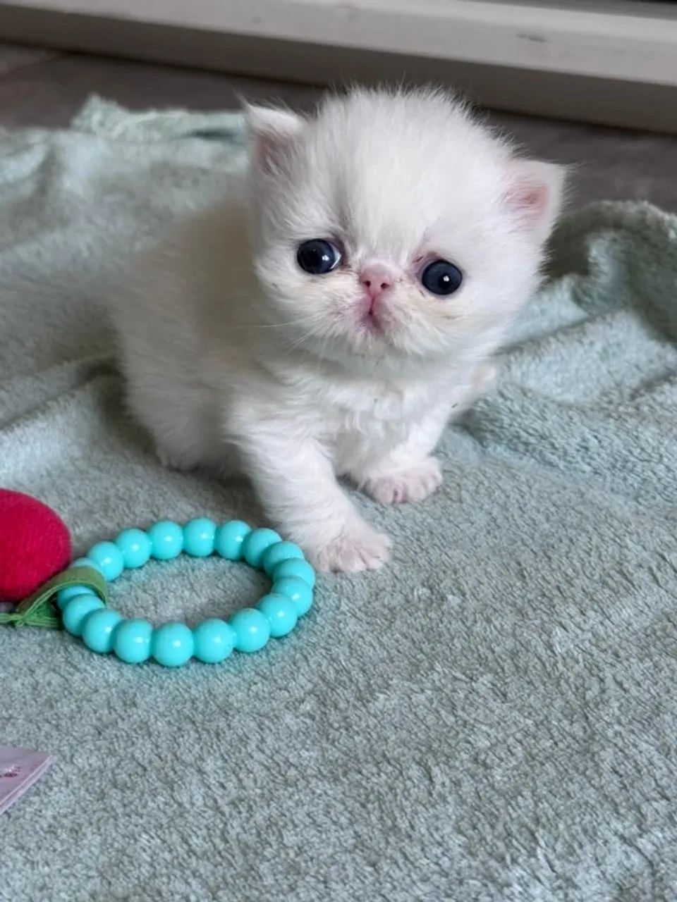 Gato Persa lindos filhotinhos com qualidade refinada