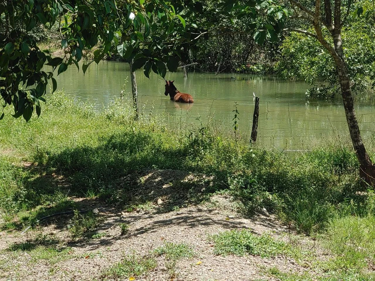 Fazenda - Jaraguá - Foto 3