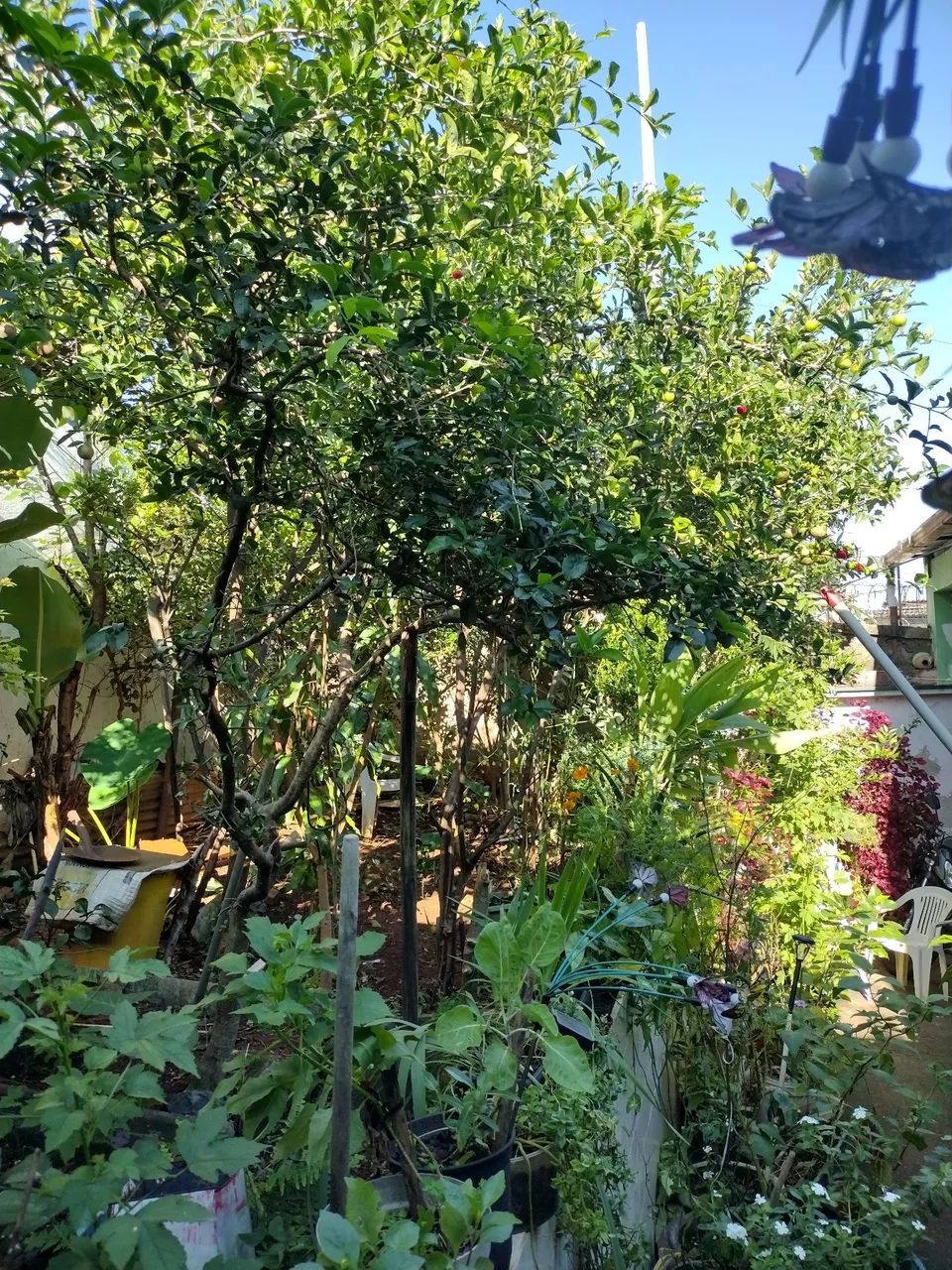 Vendo casa estilo casa de roça com fogão a lenha e quintal  - Foto 5
