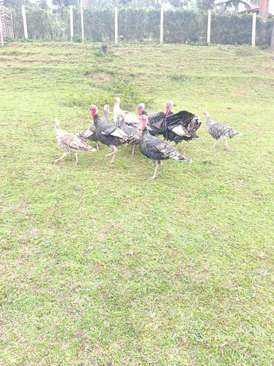 animais - Foto 3