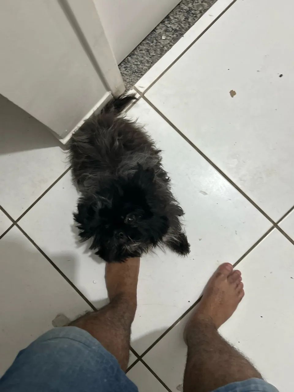 Cachorra Shih Tzu  - Foto 3