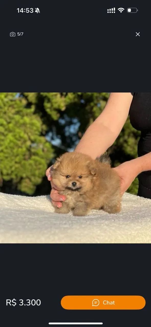 Lulu da Pomerânia baby face  - Foto 5