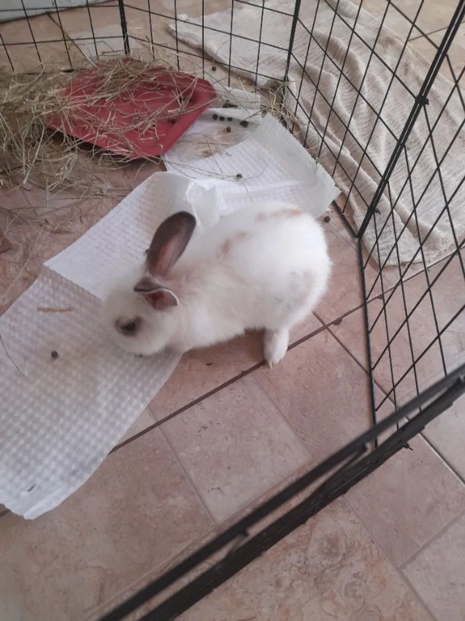 Coelho dócil, tipo mini coelho  - Foto 3