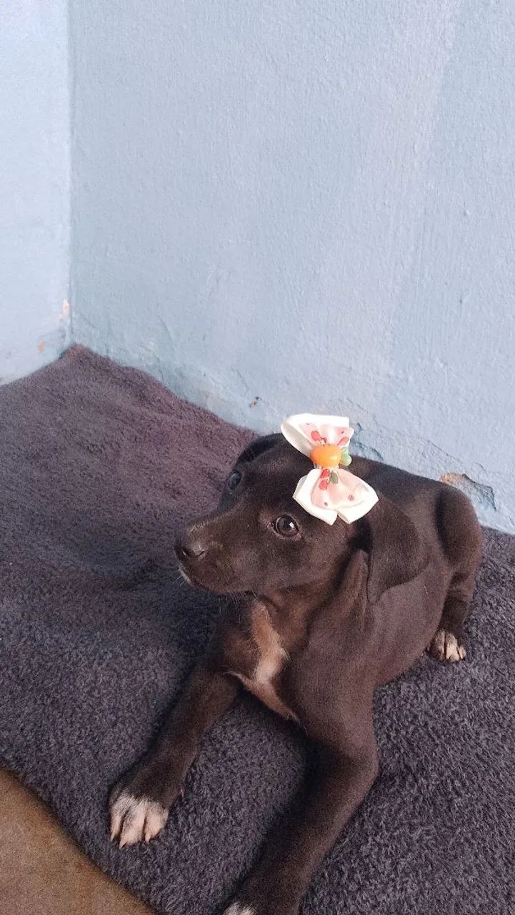 Pet  - Foto 5