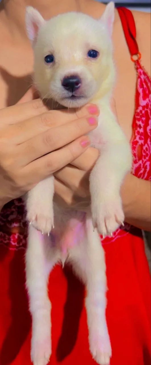 Husky Siberiano  - Foto 4