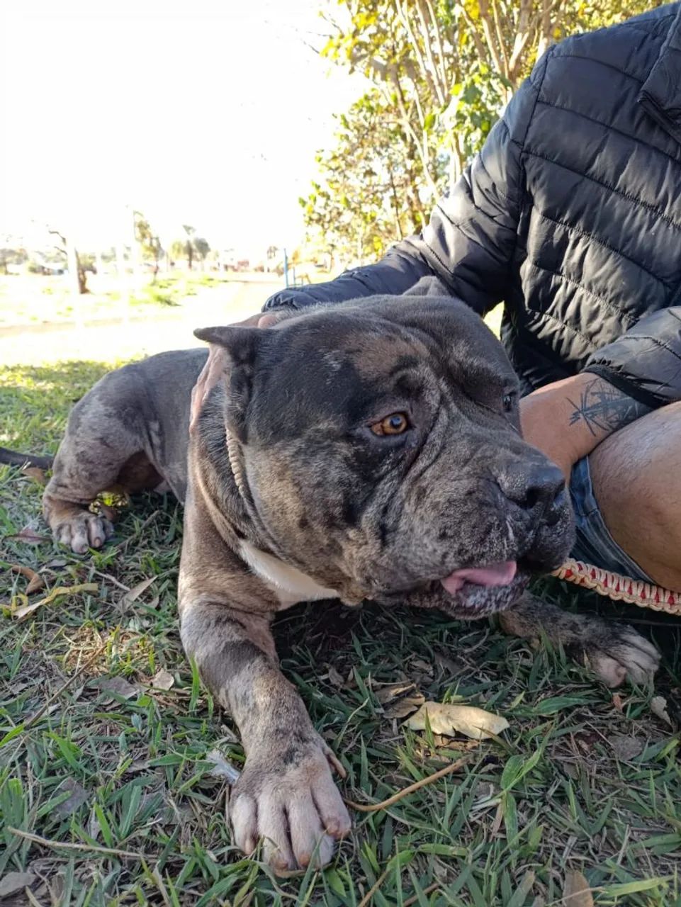 Cachorro 