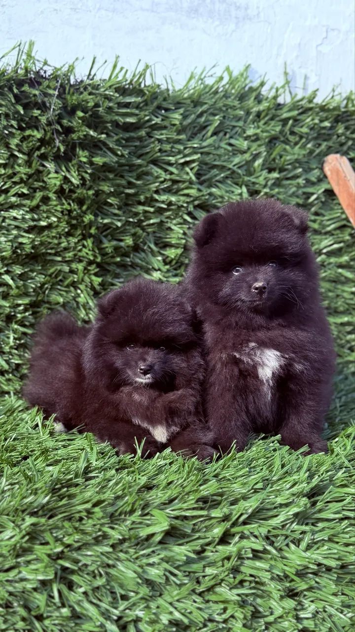 Pomsky  - Foto 4