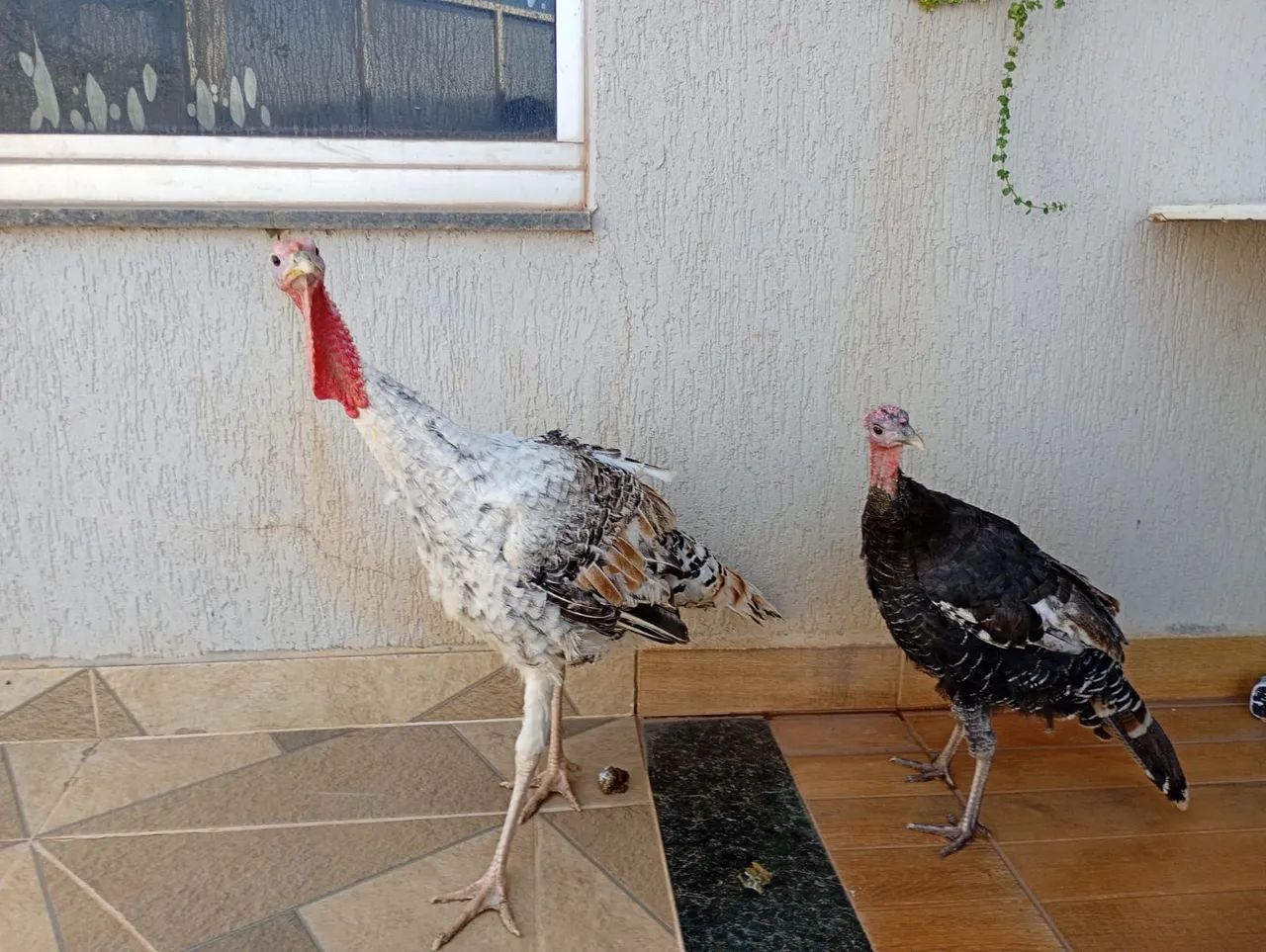 Vendo casal de Perus jovens  - Foto 2