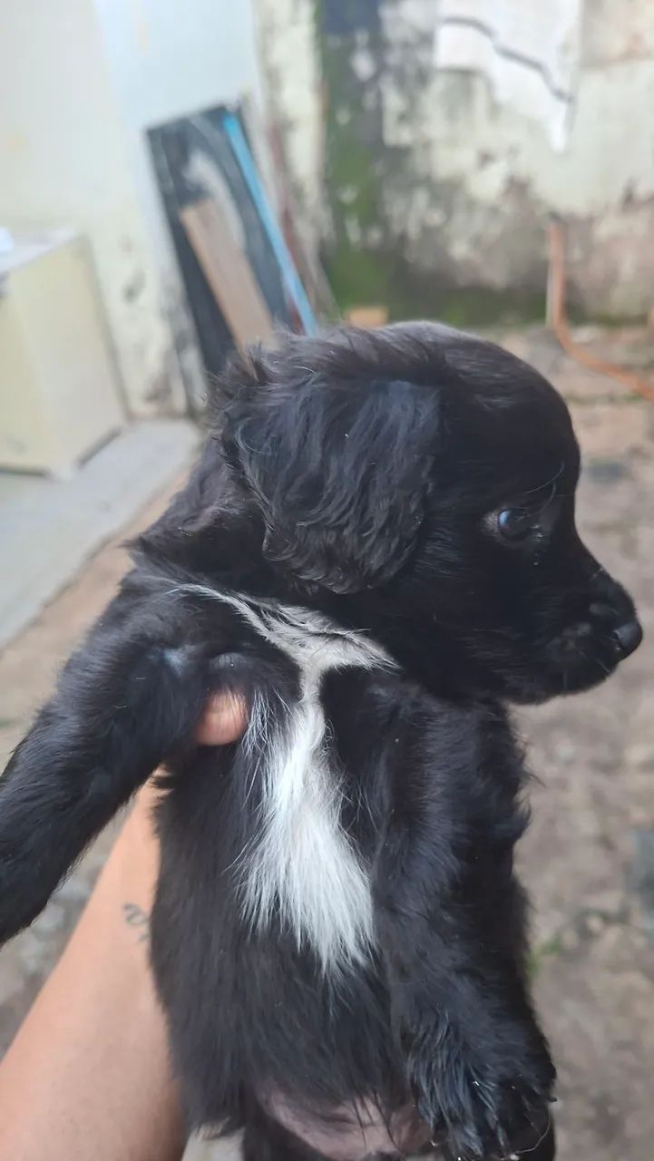 Doação de cachorrinho - Foto 2