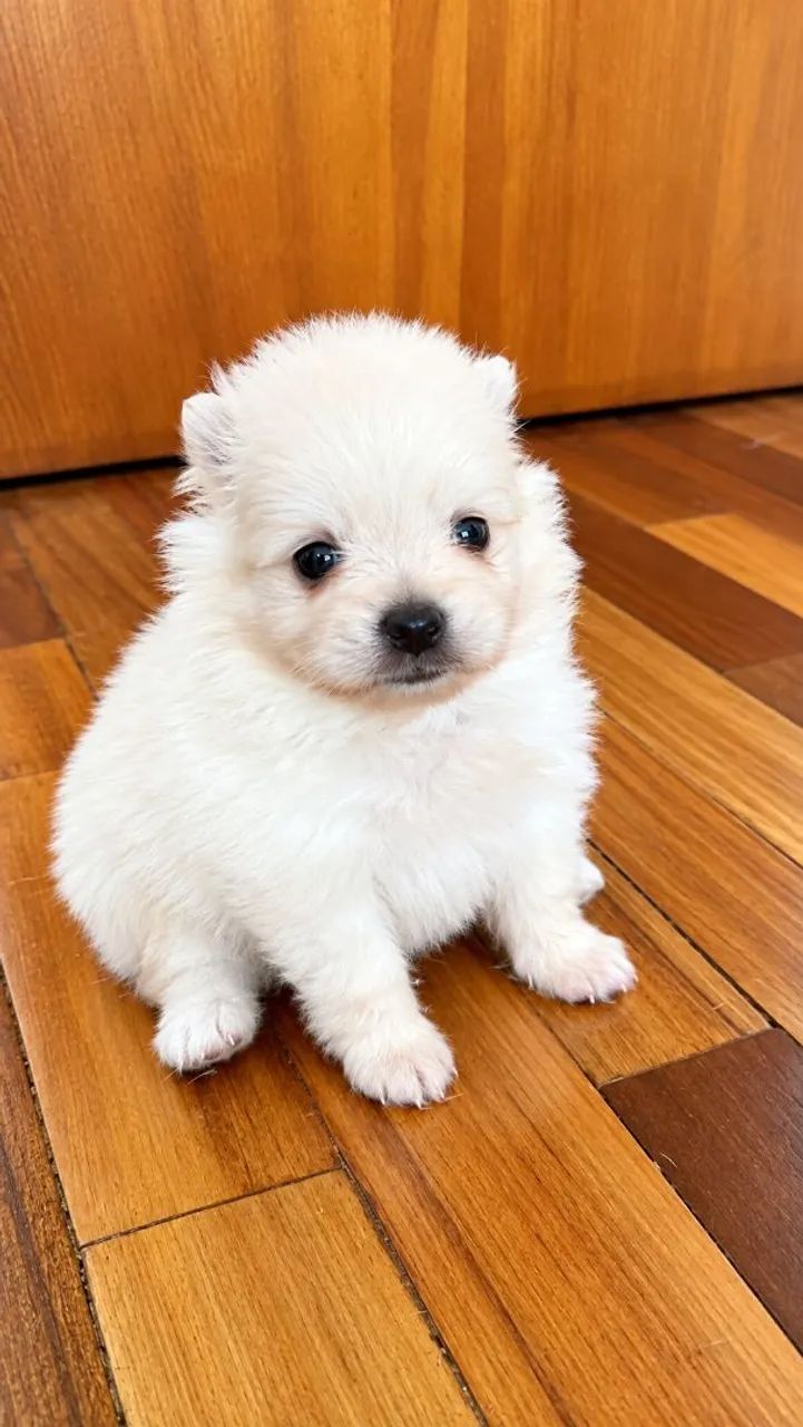 Spitz Alemão Macho - Foto 2