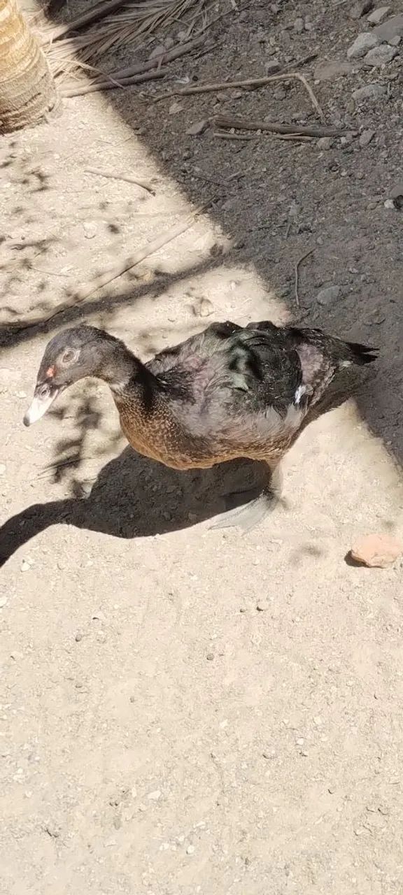 Patos - Foto 4