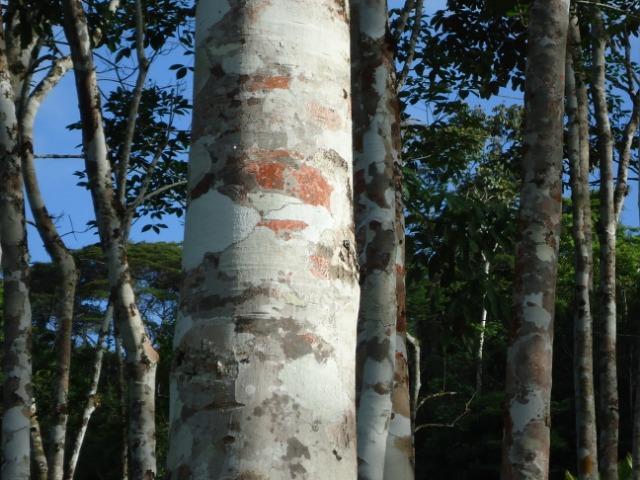 Fazenda Ilhéus Bahia/ Sul da Bahia - Foto 19