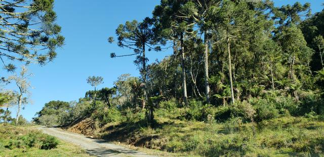 Sitio em Urubici/chácara em Urubici/Terreno em Urubici - Foto 3