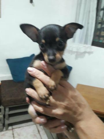 Vendo pinscher