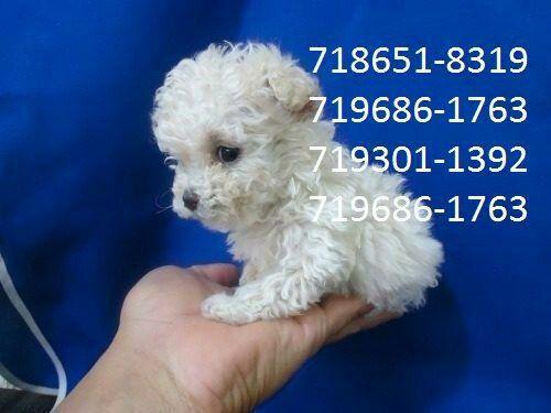 Poodle micro toy macho 5xS/J (71)98631-7376 zap