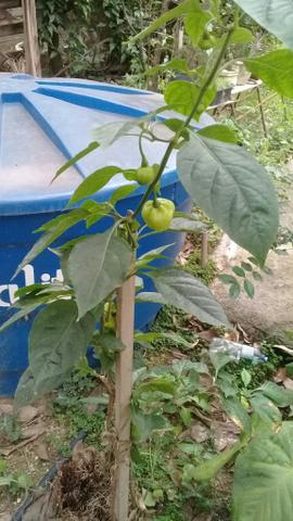Mudas de pimenta pitanga rosada
