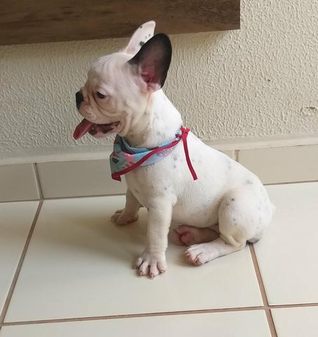 Bulldog Francês - Foto 4