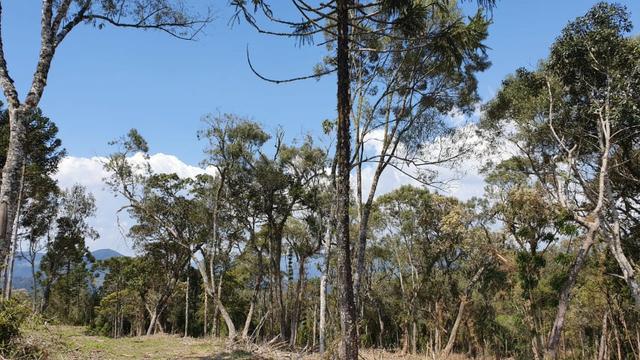 Sitio em Urubici / chácara em Urubici /próximo a Rio Rufino - Foto 10